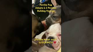 ¿XQ LAME A LAS PERRITAS funnyvideo funnyshorts funny funnyvideos dog doglover bulldogfrances [upl. by Brion]