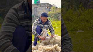 Wool Direct from Sheep 🐑 winter minivlog sheep mountains 75hard nature ytshots love yt [upl. by Akilegna]