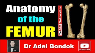 Anatomy of the Femur Osteology Dr Adel Bondok Making Anatomy Simple [upl. by Anahcar]