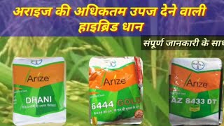 Araize Dhani  Arize 6444 गोल्ड  Arize 8433 DT  High Yielding hybrid paddy [upl. by Thelma]