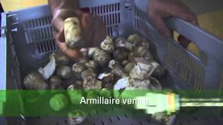 Comment préparer ses champignons forestiers pour la vente [upl. by Eusoj687]