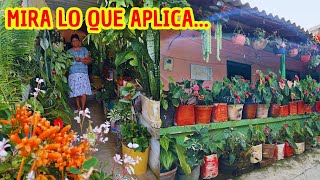 El típico jardín campesino Dorita usa solo leche y café para abonar sus plantas😲 AP [upl. by Finah]