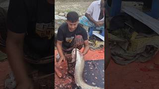 Amazing Giant Wallago Attu Fish Cutting By Expert fishcuting shorts youtubeshorts [upl. by Tnomed623]