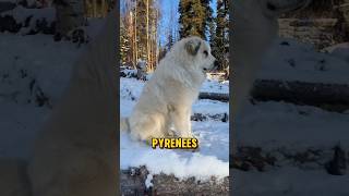 Great Pyrenees  The perfect guardian dog guarddog dog [upl. by Devin720]