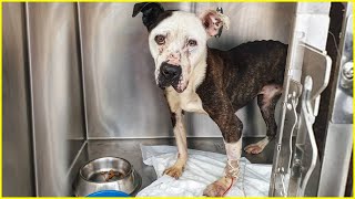 Im Trash Poor Dog Desperately Lost Faith In Human After Abandoned [upl. by Grizelda]