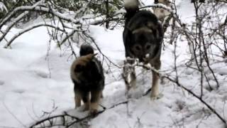 How To Off Leash Train Young Norwegian Elkhounds By Kamia Kennels [upl. by Brott]