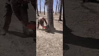 lawn mower cutting treeschainsaws hardware tools viralvideo foryou [upl. by Scholz483]