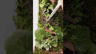 Creeping Fig is an easy plant for closed terrariums [upl. by Rabjohn]