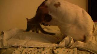 Basset hound vs kitten [upl. by Jacquelyn]