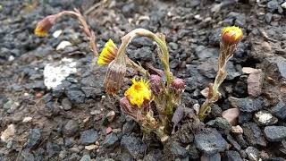 Coltsfoot A Visual Tribute to Its Sunny Yellow Blooms and Early Spring Arrival [upl. by Ybbed]