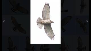 Identifying Broadwinged Hawks and Redshouldered Hawks [upl. by Yelroc]