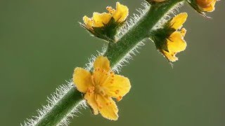 La flor de Bach Agrimonia  Agrimony [upl. by Pierce3]