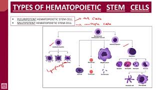 Hematology  1  U4L4  Stem cells [upl. by Gwenn544]