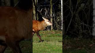 Epic Clash of Red Deers  Wild Stag Fight Showdown [upl. by Gnoh]