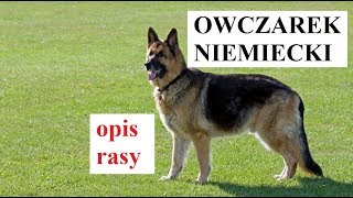 OWCZAREK NIEMIECKI  opis rasy charakter cechy [upl. by Launcelot]