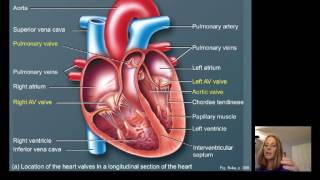 Lecture16 Cardiac Physiology [upl. by Anurag]