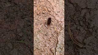 Trilobite Beetle 🪲 youtubeshorts shortvideo travel shortsfeed [upl. by Aneeuqahs]