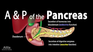 Anatomy and Physiology of the Pancreas Animation [upl. by Ahtelrac480]