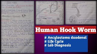 human hookworms  Ancylostoma duodenale and necator americanus [upl. by Regina]