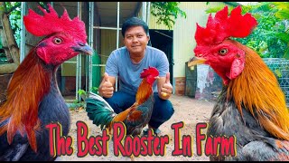 Rooster Aseel Chumphon Vietnam Cuba USA Breed Top8 In Farm 2024 [upl. by Leonie]