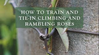 How To Train and Tiein Climbing and Rambling Roses by David Austin Roses [upl. by Areip838]