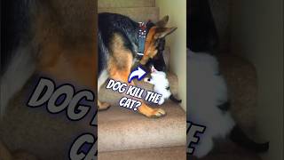 Will the dog kill the cat shortvideo [upl. by Arlen]