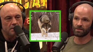 The Dangers of Reintroducing Wolves to Colorado [upl. by Tail338]