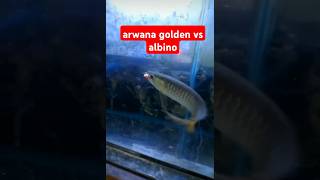 arwana golden sm albino [upl. by Nate]