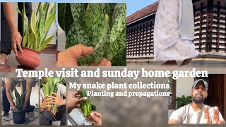 Temple visit and Sunday home garden  my snake plant collections  propagation and planting [upl. by Nabala594]