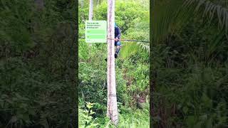 This is how the lineman carries a trimming toolelectricmaster trees amazing masterelectrician [upl. by Kcirdde]