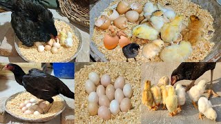 Young hen hatching eggs to chicks first time  Harvesting Eggs to chicks  Nine chicks hatched [upl. by Adikram]