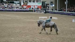 Warendorfer Hengstparade  Schulte Quaterkamp reitet ein [upl. by Tortosa643]