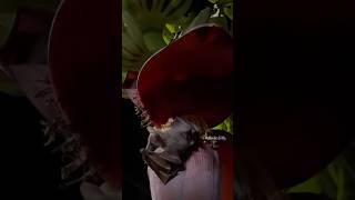 தேன் குடிக்கும் வவ்வால்🧐🦇 Bat drinks Plantain Flower Honey villagelife nature kids story [upl. by Kopaz]