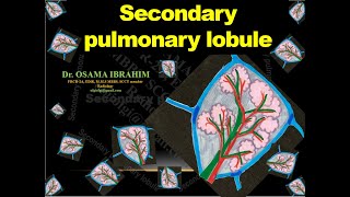 Secondary pulmonary lobule [upl. by Ardnuaek]