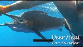 Doomed Sailfish rescued from Longline by Freediver [upl. by Zildjian]