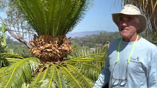 A Walk in the Garden  Cactus Blooms Cyphostemma and Queensland Bottle Trees [upl. by Volpe]