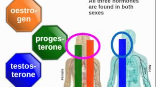 Human endocrine system Role of hormones of the Gonads [upl. by Leshia]