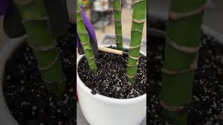 Eliminate Fungus Gnats in Houseplants [upl. by Ettenor]