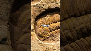 Chrono Stratigraphy vs Biostratigraphy [upl. by Marlyn]