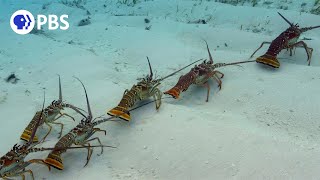 Why Are These Lobsters Doing The Conga [upl. by Kataway]