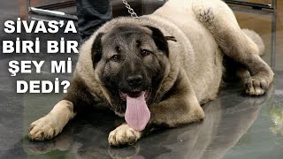 Çoban ve Kangal Köpekleri Canlı Yayında Habertürk TVde [upl. by Enomal727]