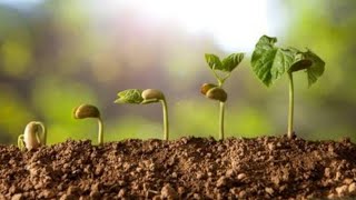 Seed germination of 🍅 cotyledons coming above soil surface Epicotyl hook is seenHypocotyl is below [upl. by Berghoff]