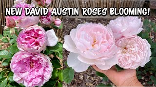 My New David Austin Roses Are Blooming [upl. by Gentes]