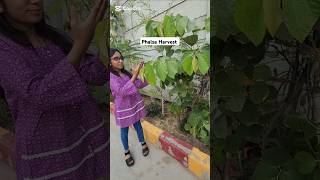 phalsa falsa harvest gardening nature youtubeshorts viralshort trending [upl. by Akoek]