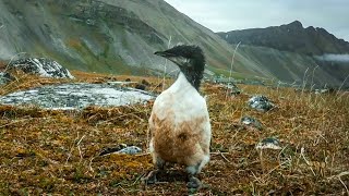 Tiny Guillemot Chicks DeathDefying First Flight  BBC Earth [upl. by Anitsrhc]