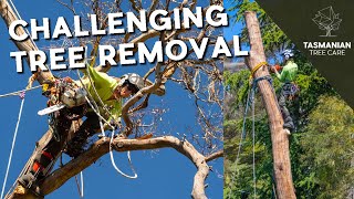 CHALLENGING TREE REMOVAL [upl. by Ready]