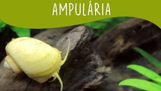 Ampulária  Minha Fauna [upl. by Turk432]