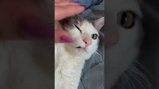 Fixing Skippy’s underbite catshorts cuteecats cuteanimal aww cutecat cats cute catvideos [upl. by Philly]