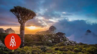 The Alien Beauty of Socotra Island [upl. by Bonny707]