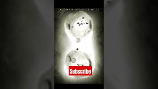 Cell division  MITOSIS youtubeshorts mitosis class10science [upl. by Etterb524]